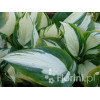 Funkia 'Reversed Patriot' Hosta