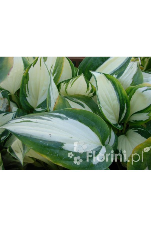 Funkia 'Reversed Patriot' Hosta