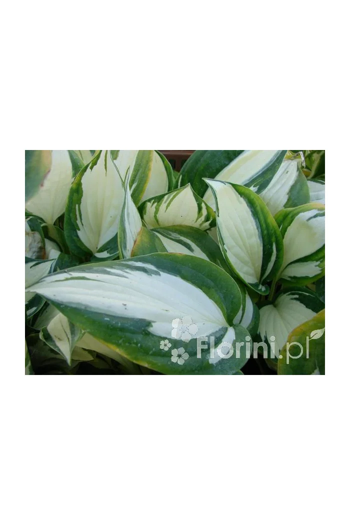 Funkia 'Reversed Patriot' Hosta