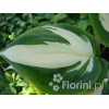 Funkia 'Reversed Patriot' Hosta
