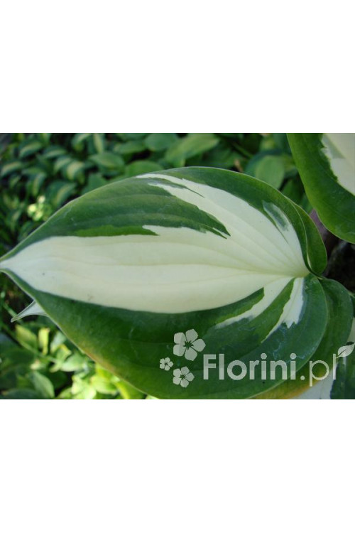 Funkia 'Reversed Patriot' Hosta