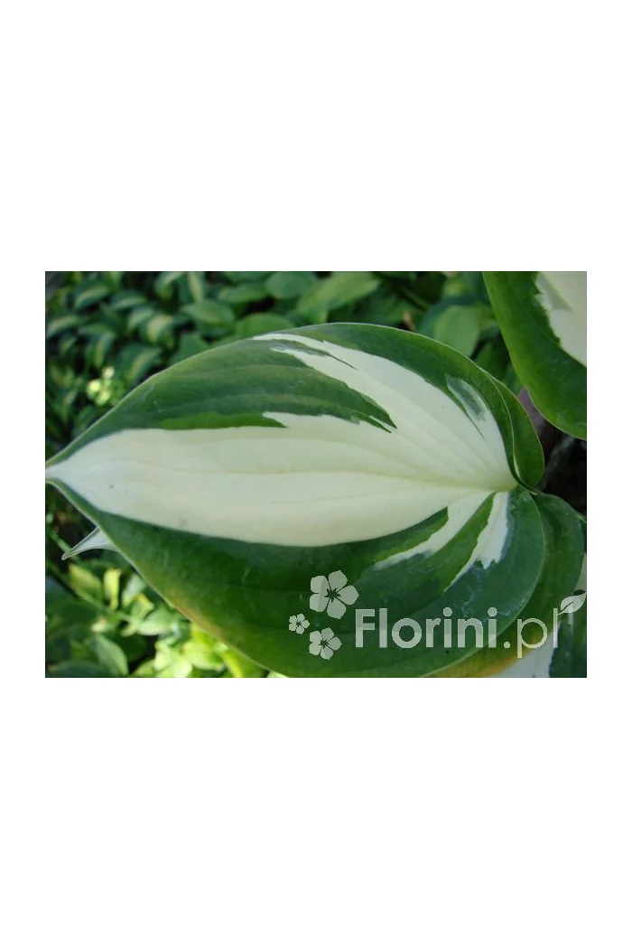 Funkia 'Reversed Patriot' Hosta