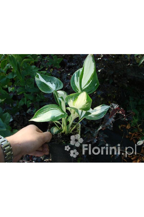 Funkia 'Reversed Patriot' Hosta