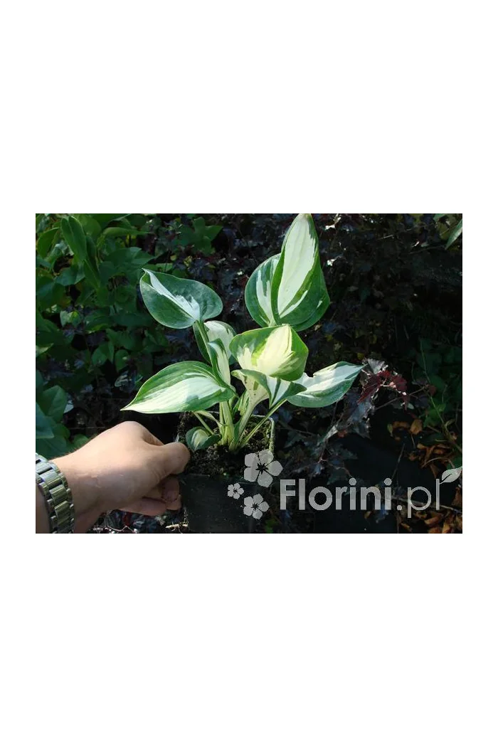 Funkia 'Reversed Patriot' Hosta