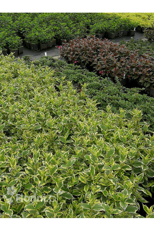 Krzewuszka cudowna 'Nana Variegata' Weigela florida