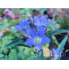 Goryczka krzyżowa Gentiana cruciata