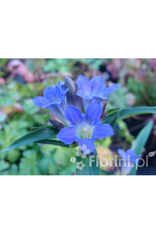 Goryczka krzyżowa Gentiana cruciata