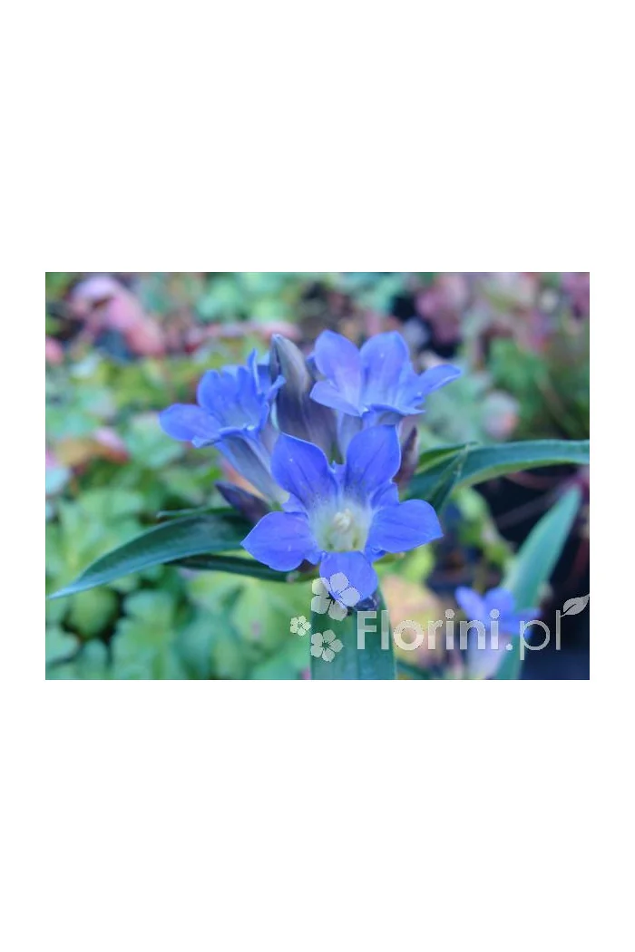 Goryczka krzyżowa Gentiana cruciata