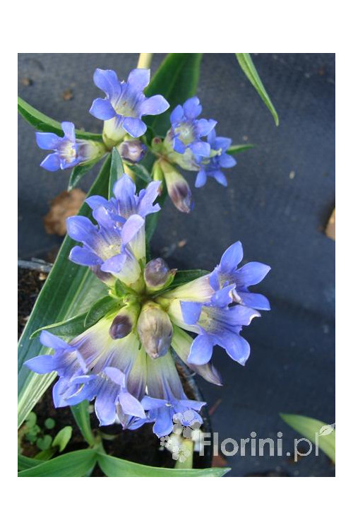 Goryczka krzyżowa Gentiana cruciata