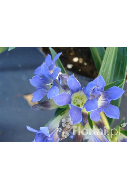 Goryczka krzyżowa Gentiana cruciata