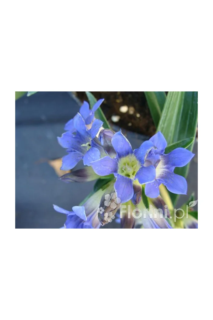 Goryczka krzyżowa Gentiana cruciata