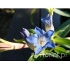 Goryczka moorcroftiana Gentiana moorcroftiana