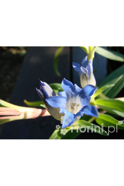 Goryczka moorcroftiana Gentiana moorcroftiana