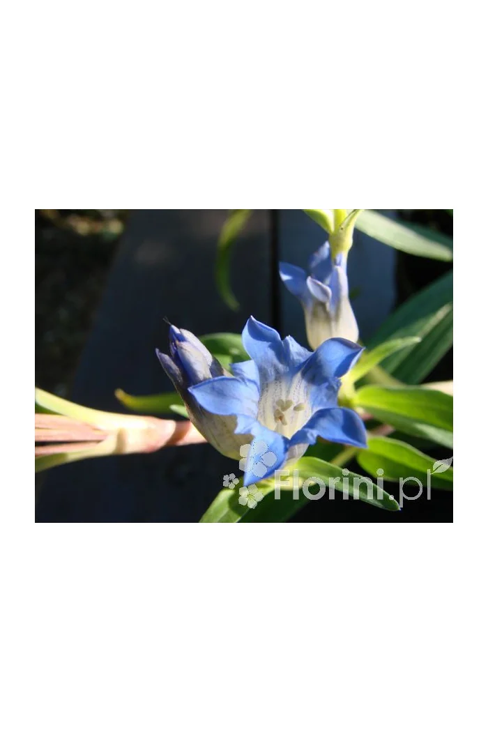 Goryczka moorcroftiana Gentiana moorcroftiana