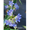 Goryczka moorcroftiana Gentiana moorcroftiana