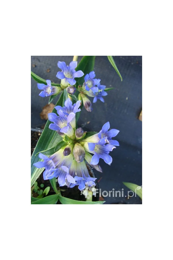 Goryczka moorcroftiana Gentiana moorcroftiana