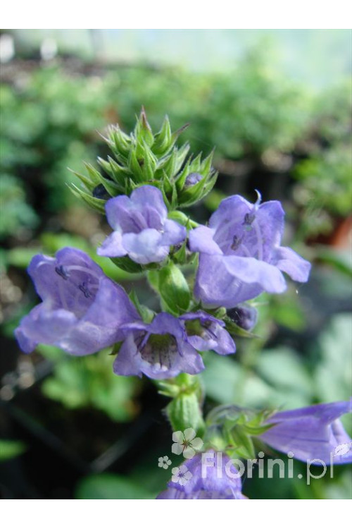 Horminum pirenejskie Horminum pyrenaicum