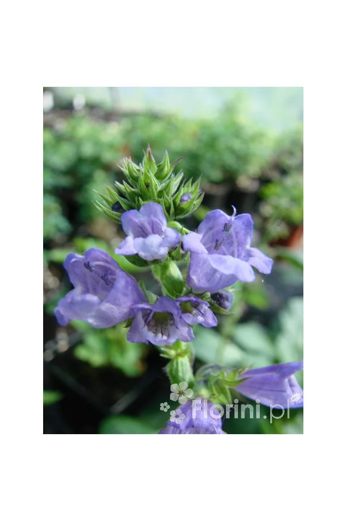 Horminum pirenejskie Horminum pyrenaicum