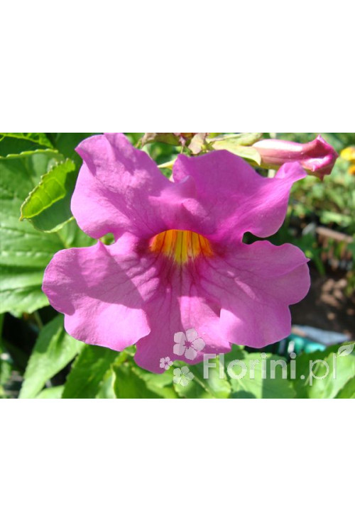 Inkarwilla Delavaya Incarvillea delavayi