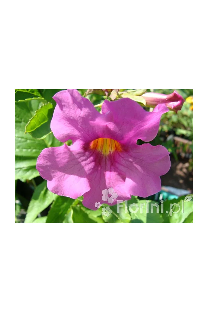 Inkarwilla Delavaya Incarvillea delavayi