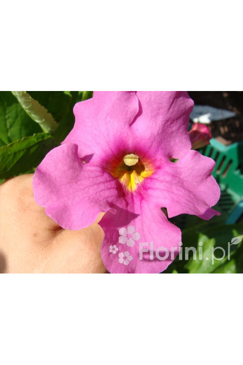 Inkarwilla Delavaya Incarvillea delavayi