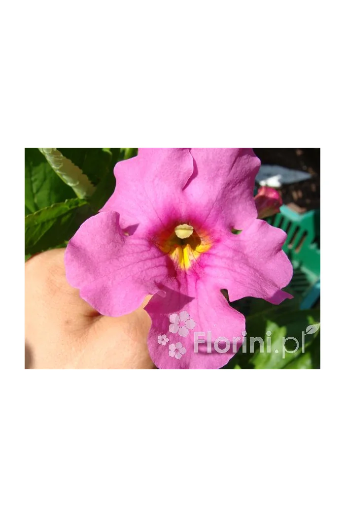 Inkarwilla Delavaya Incarvillea delavayi