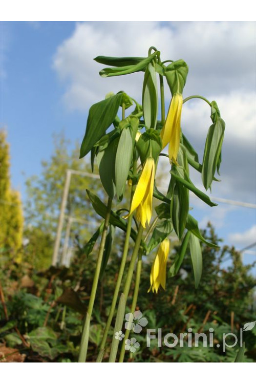 Jagodowiec wielkokwiatowy 'Pallida' Uvularia grandiflora