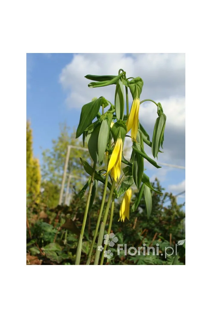 Jagodowiec wielkokwiatowy 'Pallida' Uvularia grandiflora