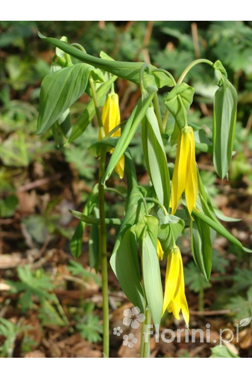 Jagodowiec wielkokwiatowy 'Pallida' Uvularia grandiflora