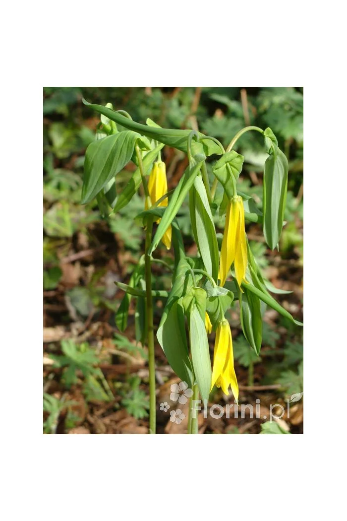 Jagodowiec wielkokwiatowy 'Pallida' Uvularia grandiflora