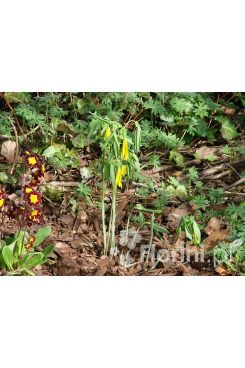 Jagodowiec wielkokwiatowy 'Pallida' Uvularia grandiflora