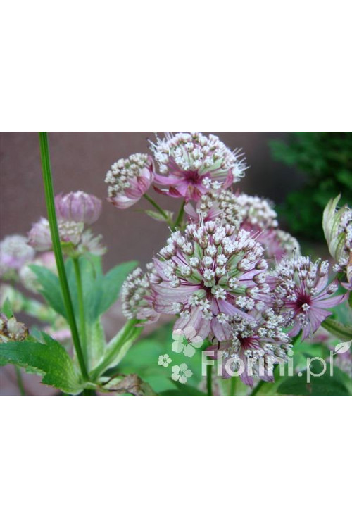 Jarzmianka większa 'Sunningdale Variegated' Astrantia major