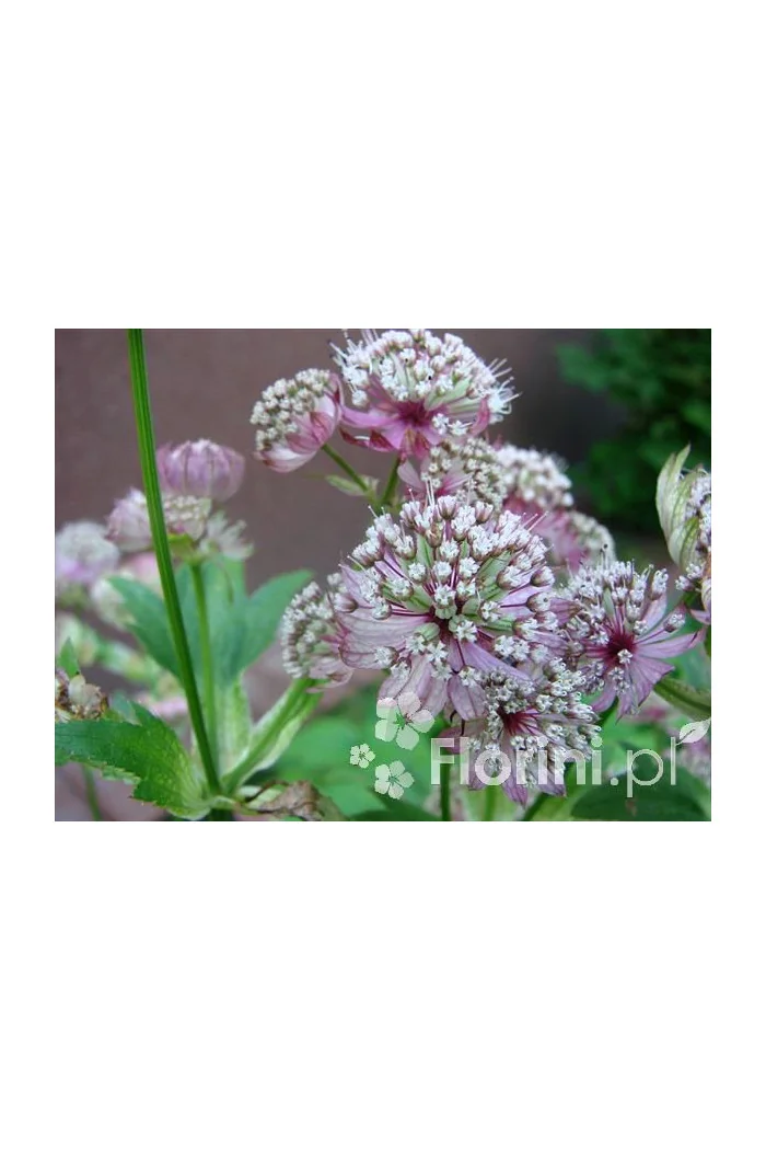 Jarzmianka większa 'Sunningdale Variegated' Astrantia major