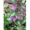 Jasnota plamista 'Beacon Silver' Lamium maculatum