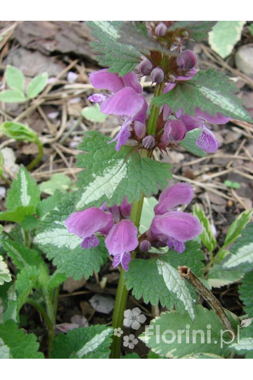 Jasnota plamista 'Beacon Silver' Lamium maculatum