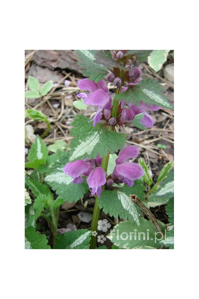 Jasnota plamista 'Beacon Silver' Lamium maculatum
