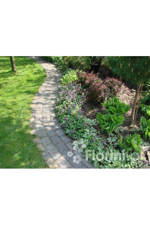 Jasnota plamista 'Beacon Silver' Lamium maculatum