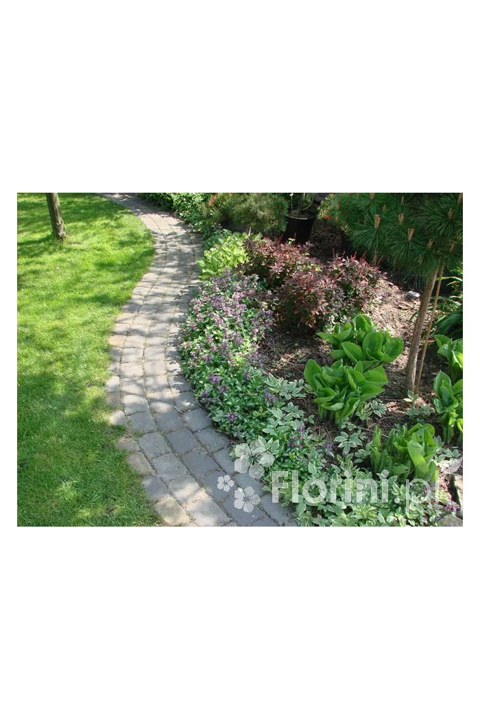 Jasnota plamista 'Beacon Silver' Lamium maculatum