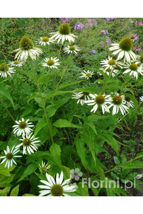 Jeżówka purpurowa 'Alba' | Echinacea purpurea