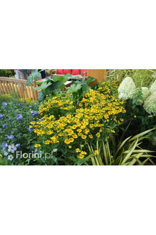 Dzielżan jesienny 'Helena Gold' Helenium autumnale