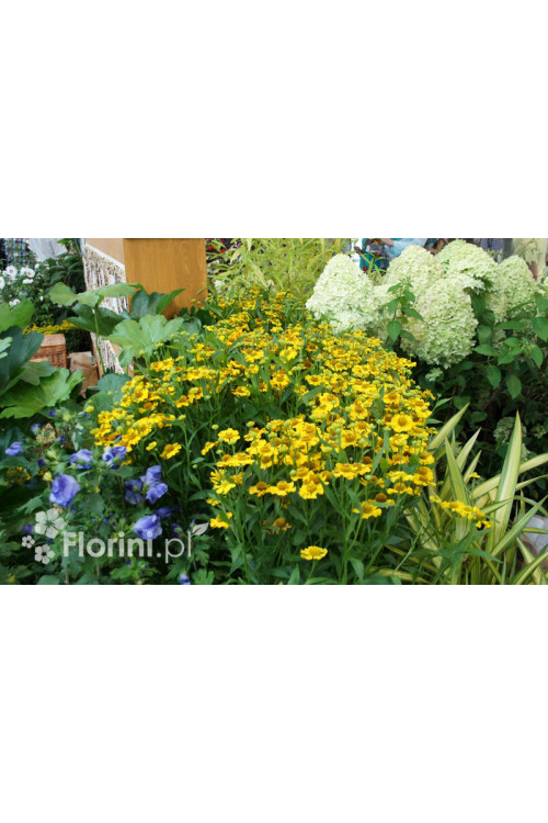 Dzielżan jesienny 'Helena Gold' Helenium autumnale