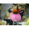 Jeżówka purpurowa 'Magnus' | Echinacea purpurea