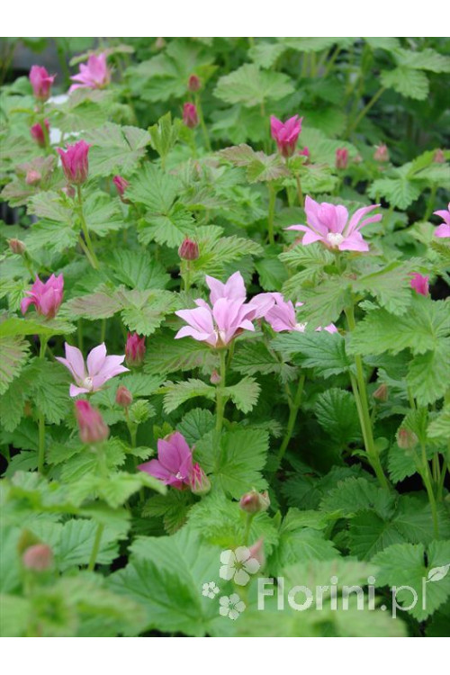 Jeżyna arktyczna (Malina tekszla) Rubus arcticus