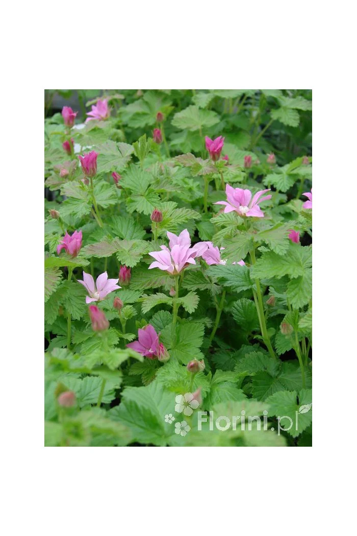 Jeżyna arktyczna (Malina tekszla) Rubus arcticus