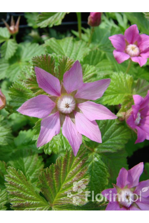 Jeżyna arktyczna (Malina tekszla) Rubus arcticus
