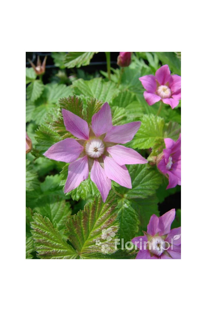 Jeżyna arktyczna (Malina tekszla) Rubus arcticus