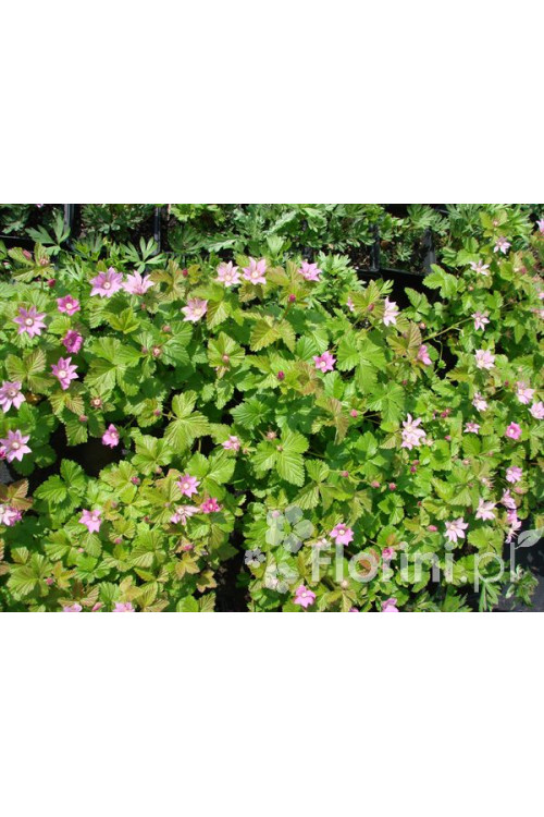 Jeżyna arktyczna (Malina tekszla) Rubus arcticus