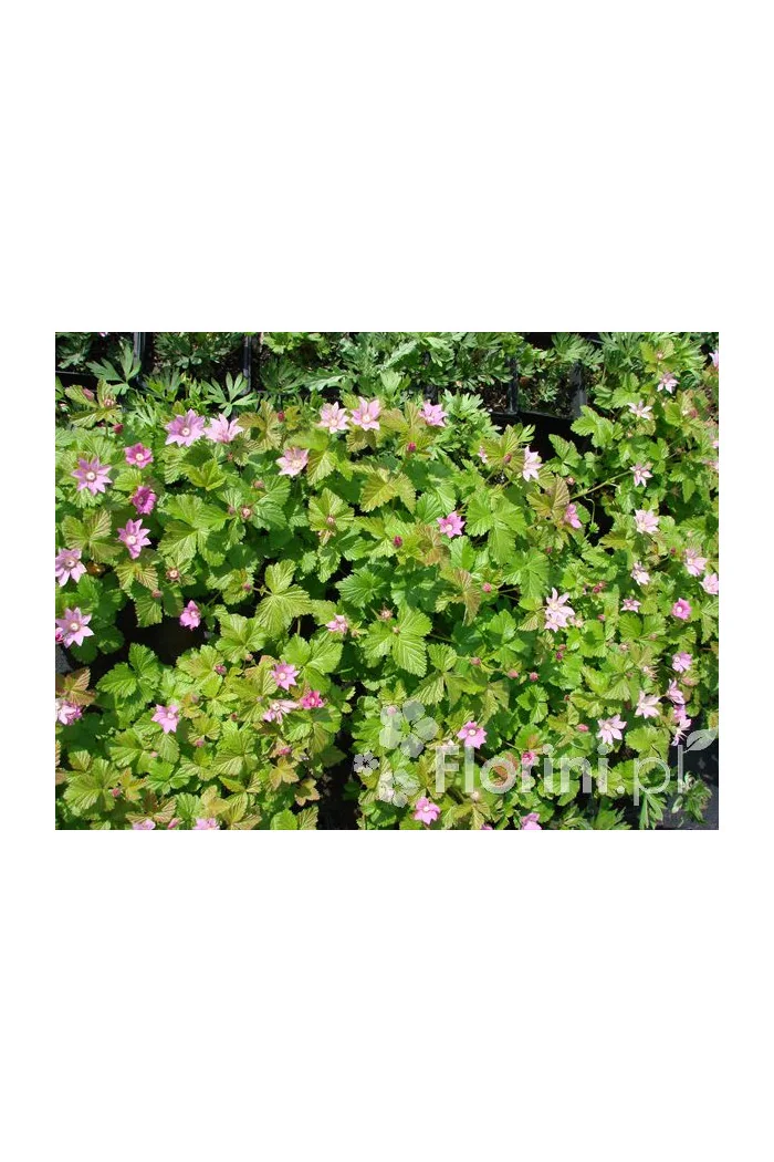 Jeżyna arktyczna (Malina tekszla) Rubus arcticus