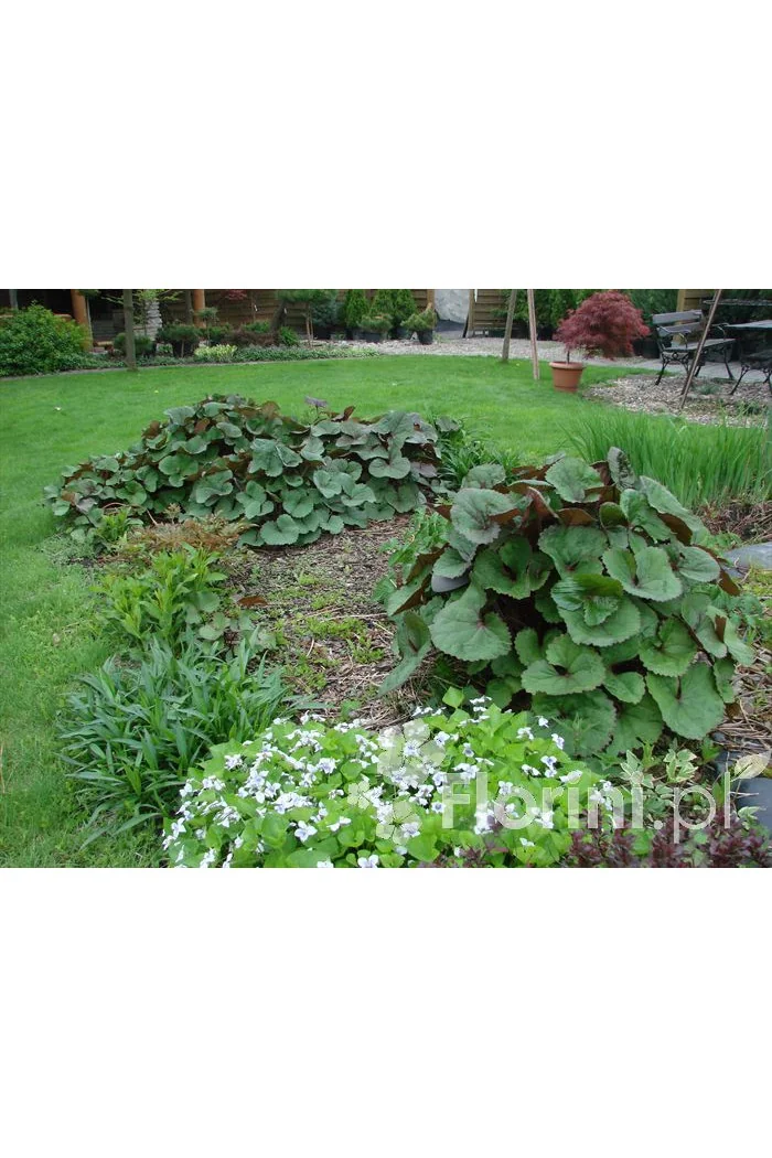 Języczka pomarańczowa 'Othello' Ligularia dentata