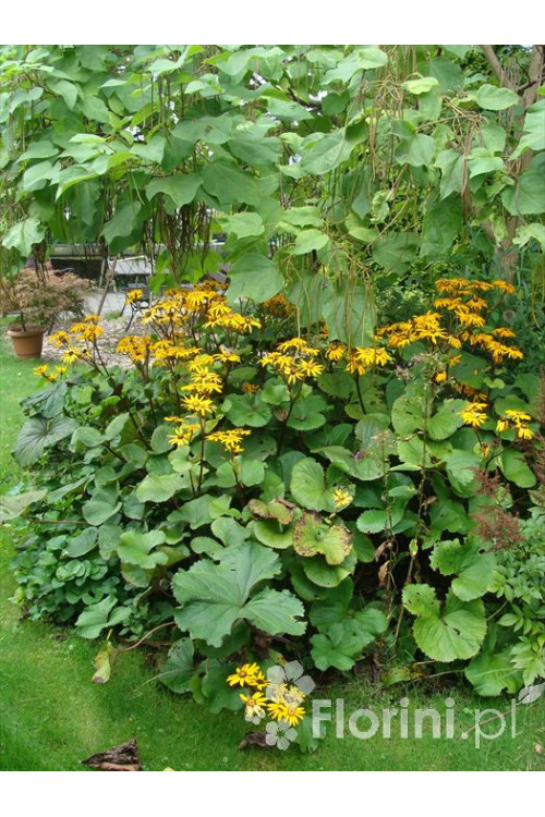 Języczka pomarańczowa 'Othello' Ligularia dentata